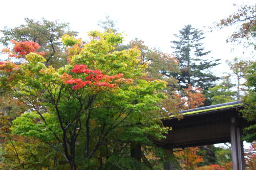 20251025teien (3).JPG