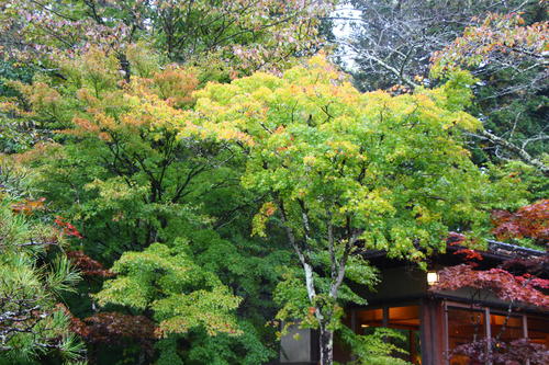 20251025teien (7).JPG