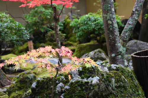 20251031teien (14).JPG