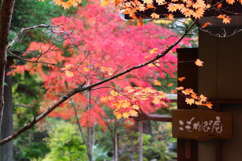 20251031teien (18).JPG