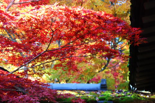 20251103teien (8).JPG