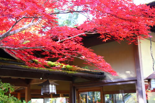 20251107teien (11).JPG