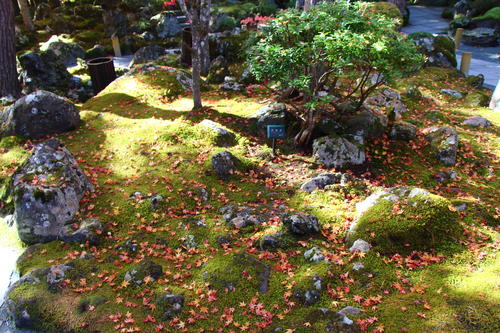 20251107teien (13).JPG