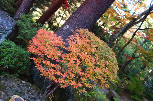 20251107teien (29).JPG