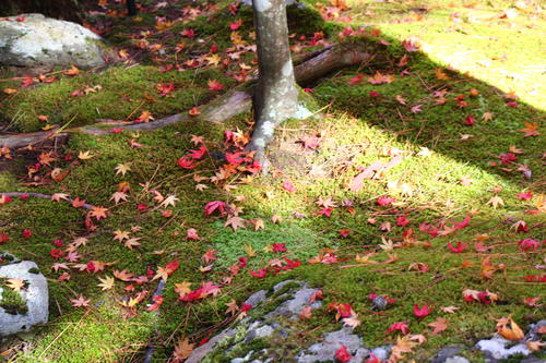 20251107teien (30).JPG