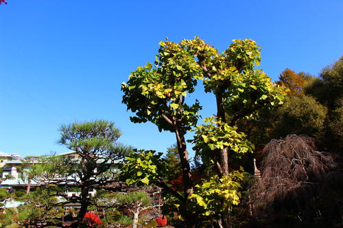 20251107teien (5).JPG