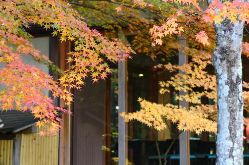 20251107teien (9).JPG