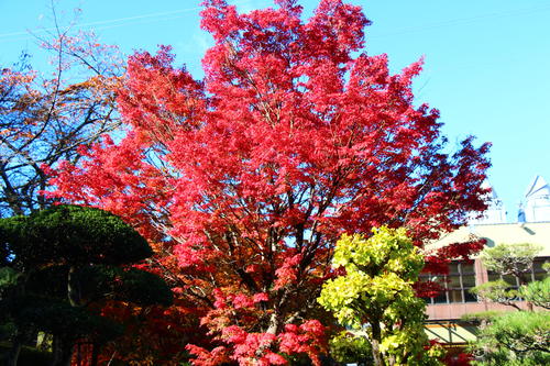 20251110teien (10).JPG