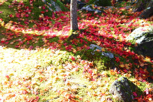 20251110teien (12).JPG