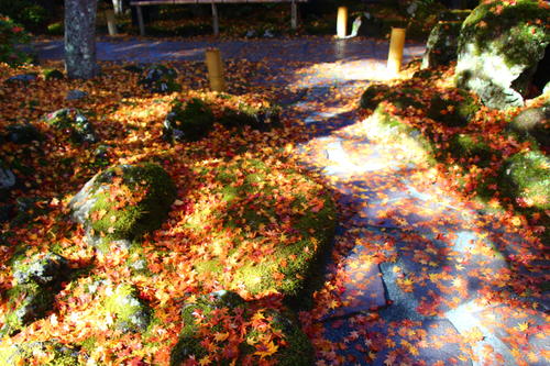 2025年庭園の紅葉情報№11