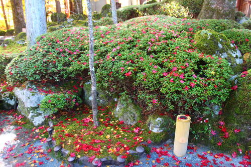 20251110teien (14).JPG