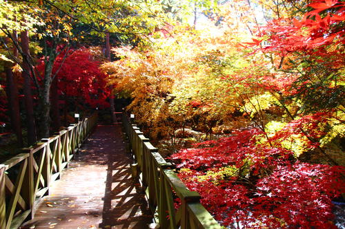 20251110teien (17).JPG