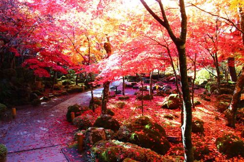 20251110teien (21).JPG