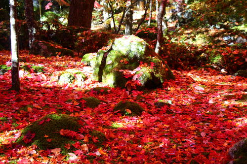 20251110teien (22).JPG