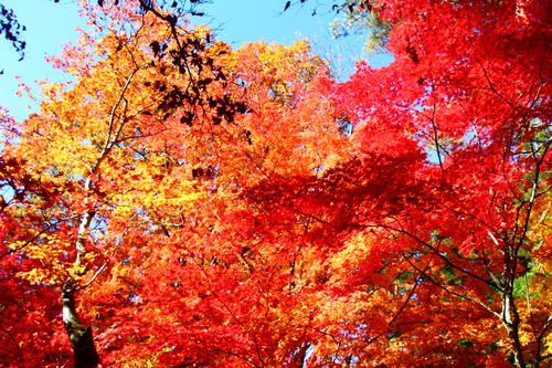 20251110teien (23).JPG