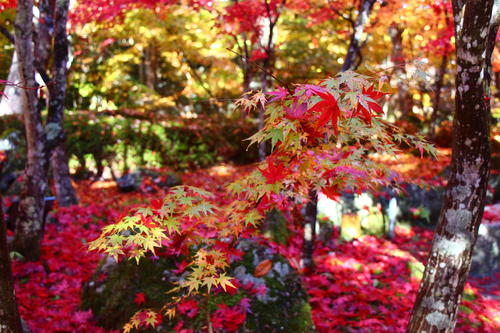 20251110teien (24).JPG