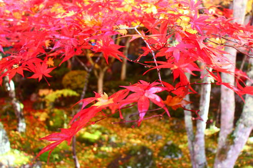 20251110teien (25).JPG