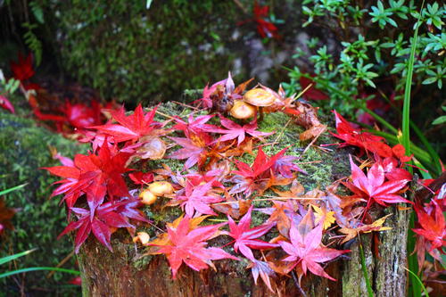 20251110teien (26).JPG