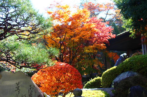 20251110teien (3).JPG