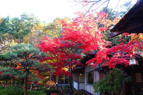 20251110teien (6).JPG