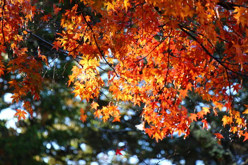 20251110teien (9).JPG