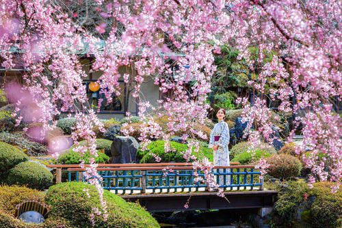 2026鐘山苑・桜まつり 4月9日（木）～15日（水）開催