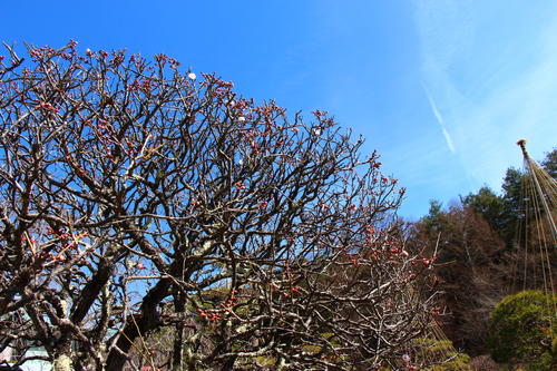 20260307teien (10).JPG