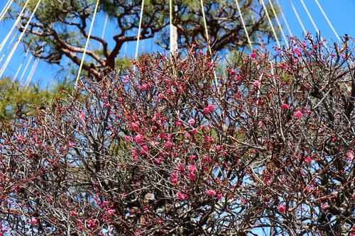 20260307teien (12).JPG