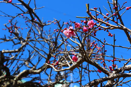 20260307teien (14).JPG