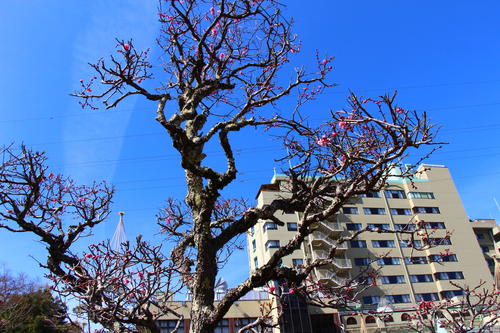 20260307teien (15).JPG