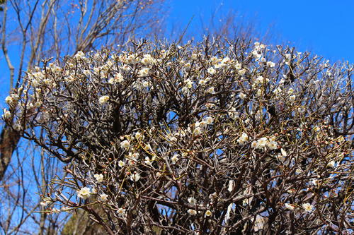 20260307teien (2).JPG