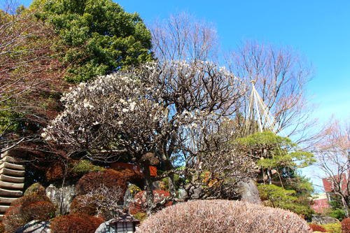 20260307teien (3).JPG