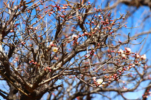 20260307teien (4).JPG