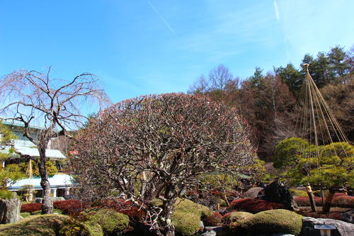 20260307teien (8).JPG