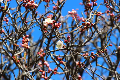 20260307teien (9).JPG