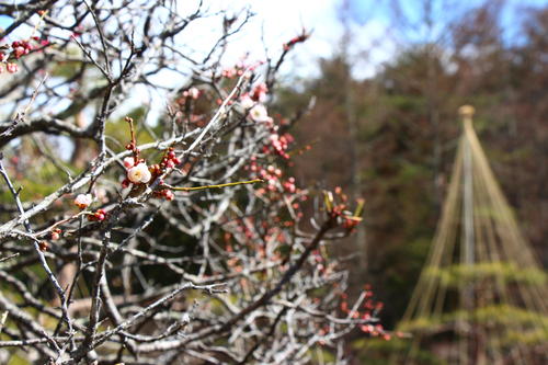 20260310teien (10).JPG