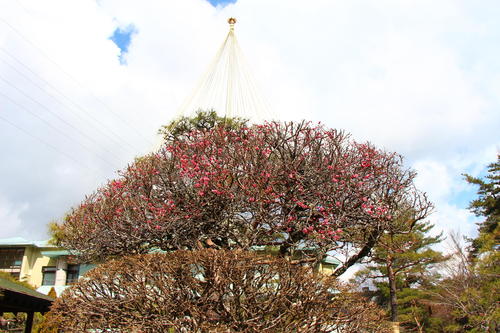 20260310teien (11).JPG