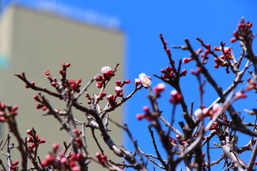 20260310teien (12).JPG