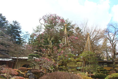 20260310teien (13).JPG