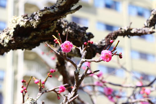 20260310teien (14).JPG