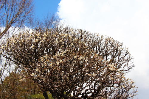 20260310teien (2).JPG