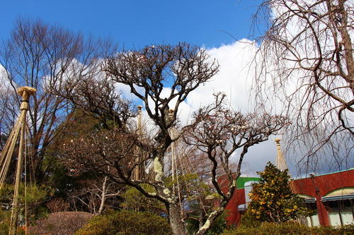 20260310teien (3).JPG