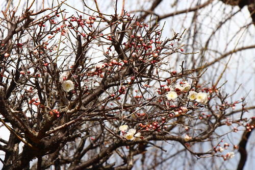 20260310teien (4).JPG