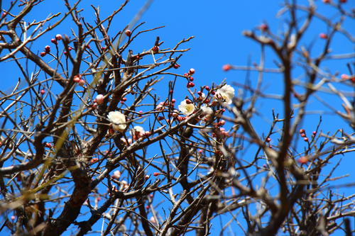 20260310teien (5).JPG