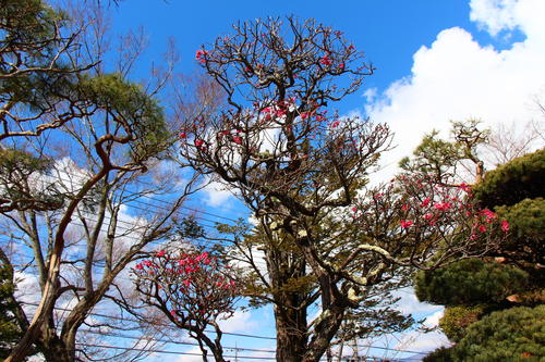 20260310teien (6).JPG