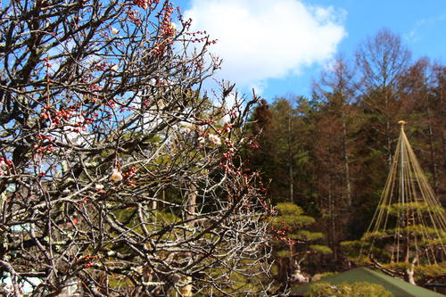 20260312teien (10).JPG