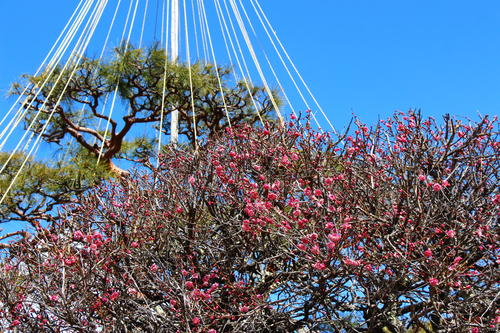 20260312teien (12).JPG