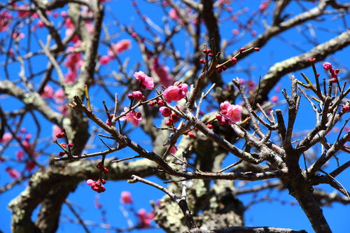 20260312teien (15).JPG