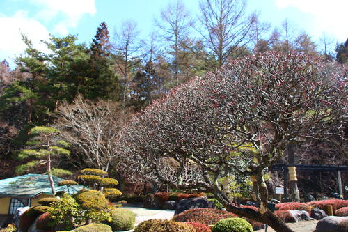 20260312teien (16).JPG