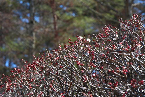 20260312teien (17).JPG